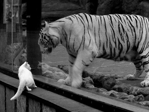 曼联宣布引进顶级中场，实力大幅提升，曼联最新引援