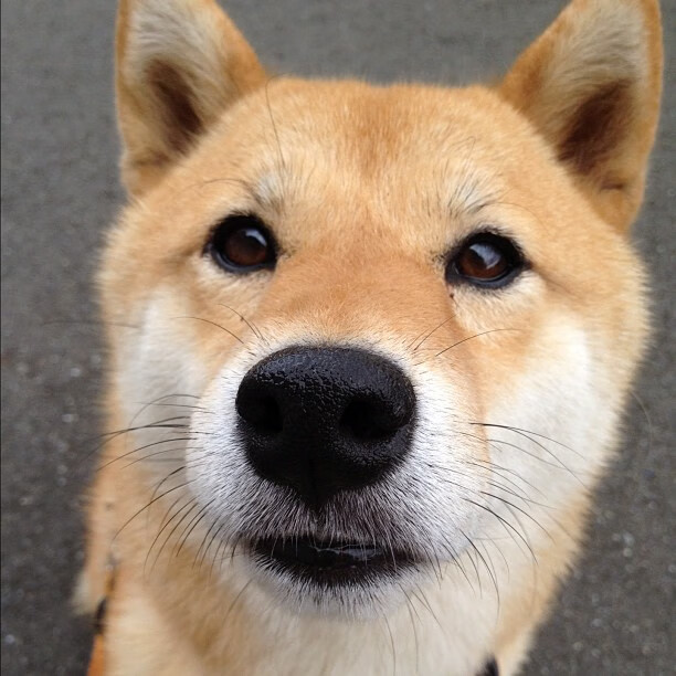 开云官网登录-德甲“黑马”球队逆风翻盘，令人期待未来，德甲大球队